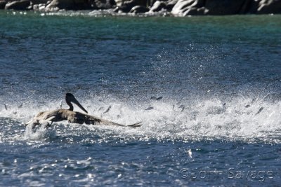 Pelican trying to catch some fish