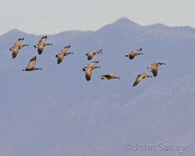 Incoming Geese
