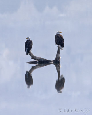 Bald Eagles reflection