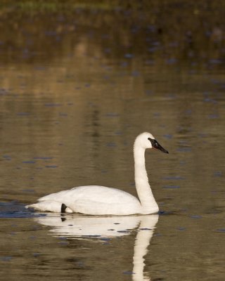 Trumpeter Swan on Madison river