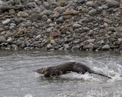 Otter on the run