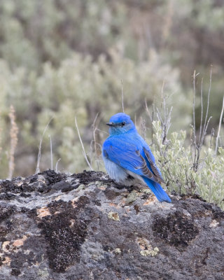 Mountain Bluebird