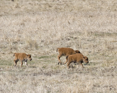 YNP 2-22-10 500mm 265 10x8 72dpi.jpg