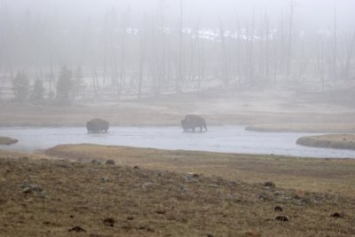 Buffalo crossing in the early mist