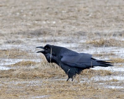 Raven