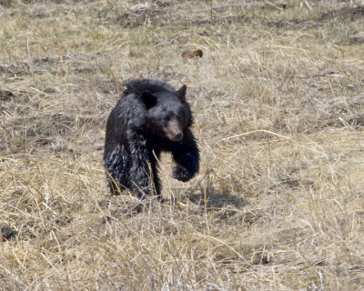 Black bear