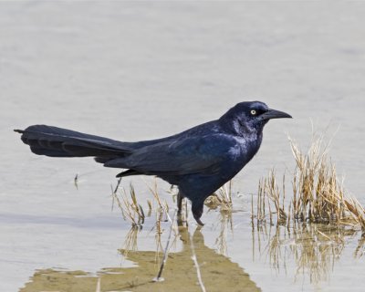 Great-tailed Grackle