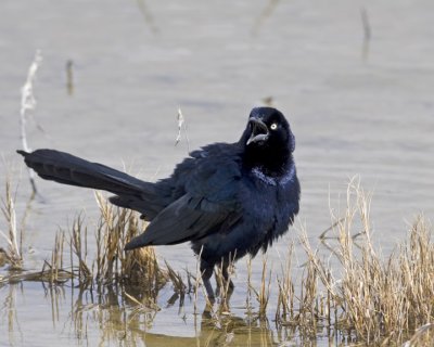 Great-tailed Grackle