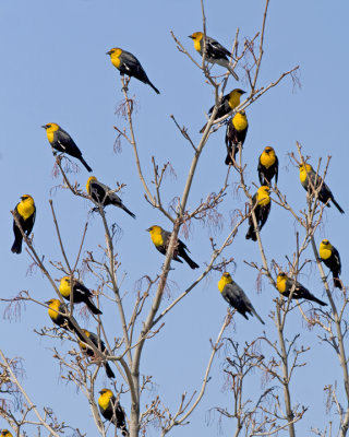 Yellow-headed Blackbirds