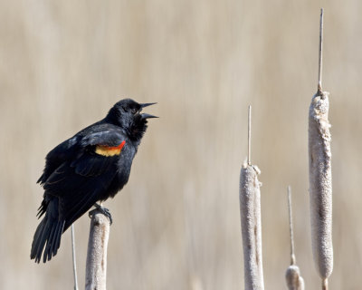 Red-winged Blackbird