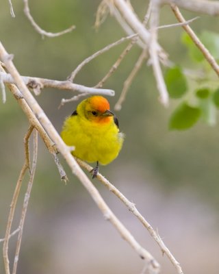 Western Tanager