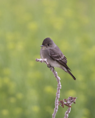 Western Wood-Pewee