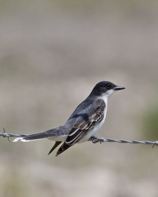 Eastern Kingbird