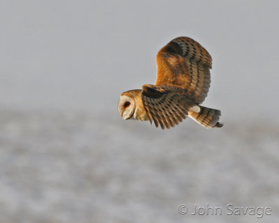 Barn owl 163