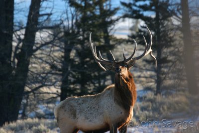Rocky Mtn Elk Yellowstone  NP