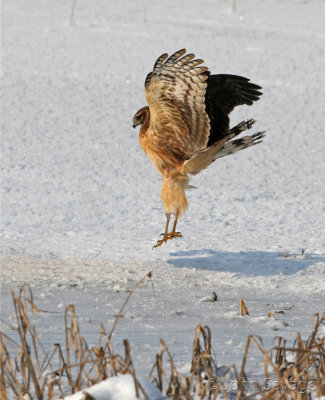 Northern Harrier Dropping in.jpg