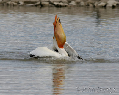 White pelican and lunch supersized gulp 