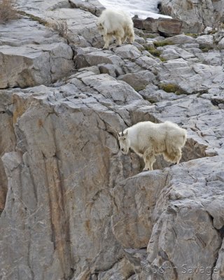 Mountain goats little cottonwood 3-21-08 017