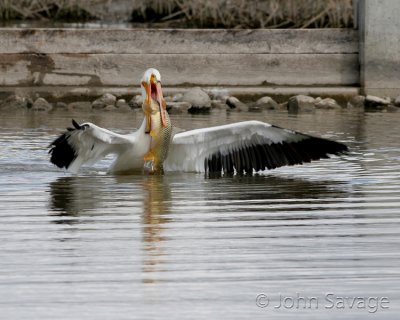American White pelican with large carp 