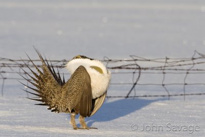 Sage grouse