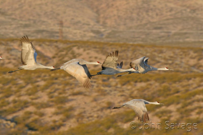 Sandhill cranes new mexico disc 4 073