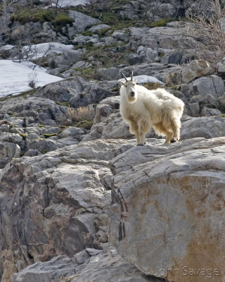 mountain goat Little cottonwood cyn Utah.jpg