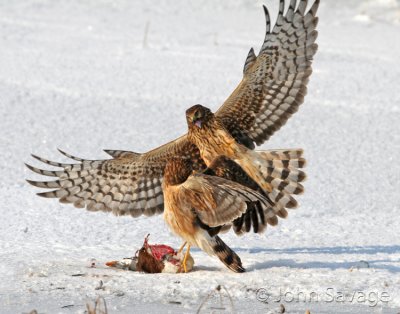 Northern Harrier discussing food