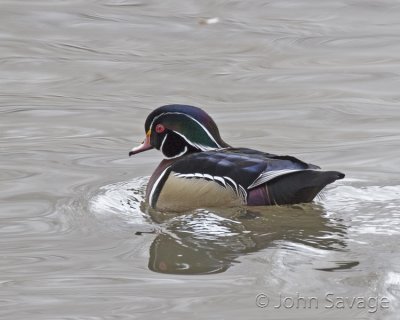 wood duck utah.jpg