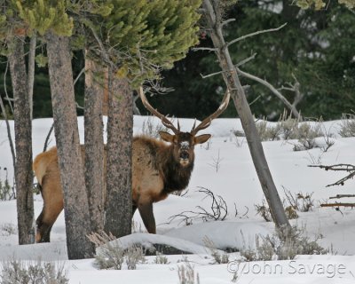 bull elk in lamar valley