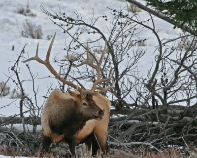 bull elk, still a bit testy