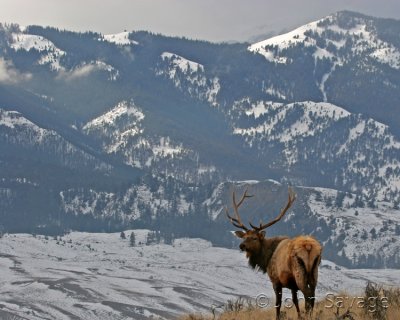 bull elk  high mountain vista