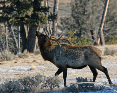 bull elk still displaying rut behavior
