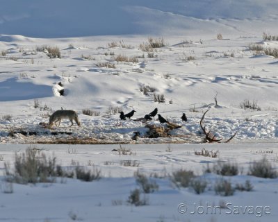Coyote and Ravens leftovers from the wolf pack 
