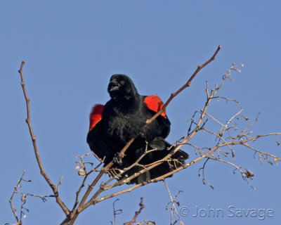 Redwing Black bird impressing the ladys.jpg