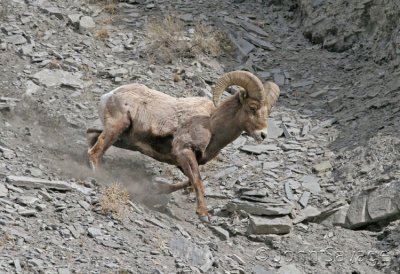 Rocky mountain big horn in a hurry. YNP 