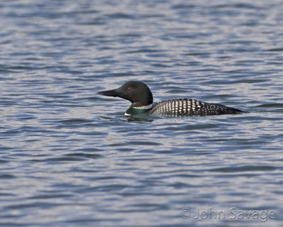 common loon utah deer creek res.jpg