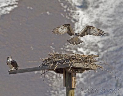 Osprey pair at nest