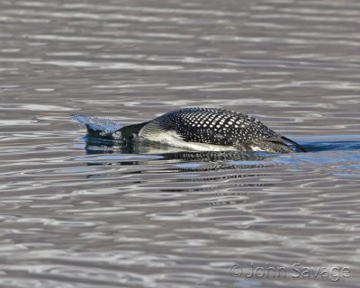 Loon heading down to fish