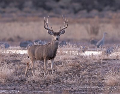 Mule Deer Bosque del Apache.jpg