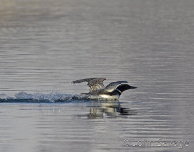 Common Loon