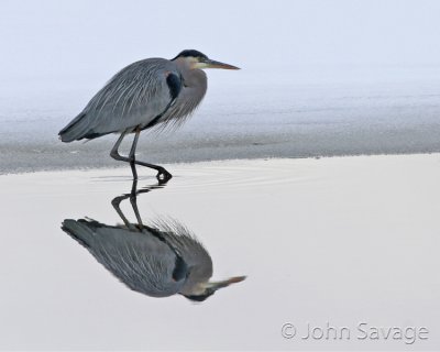 Blue heron reflection.