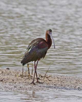 white faced ibis showing all the subtle colorations.jpg