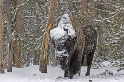 Bison YNP 57 510 100-400 129  