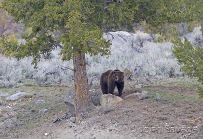 Grizzly above yellowstone river