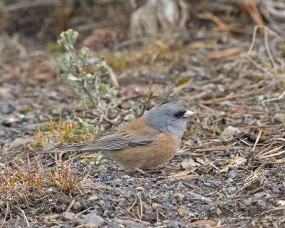 Dark-eyed Junco