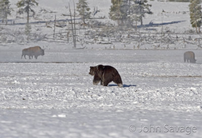 Grizzly bear on the hunt