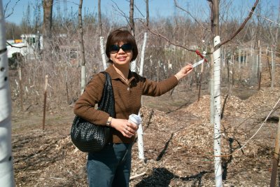 Tree Shopping