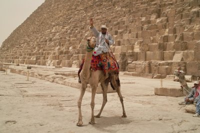 Camel at the Pyramids