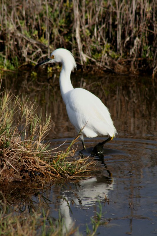 Snowy Egret  wading through muddy waters, Back Bay, California