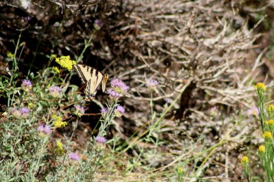 Butterfly on flowers, Big Pine Creek, California